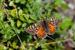 16/08/2017 - 5db39707 - Bessans (73480)