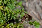 16/08/2017 - 5db39718 - Bessans (73480)