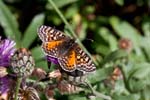 16/08/2017 - 5db39748 - Bessans (73480)