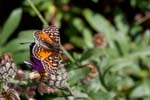 16/08/2017 - 5db39751 - Bessans (73480)