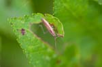 17/08/2017 - 5db40027 - Bessans (73480)