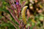 2017-08-17 - 5db40289 - Bessans (73480)
