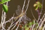 06/09/2017 - 5db41285 - Calenzana (20214)