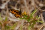 07/09/2017 - 5db41626 - Manso (20245)