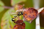 08/09/2017 - 5db41818 - Lumio (20260)