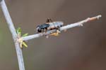 08/09/2017 - 5db41860 - Lumio (20260)