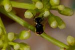 08/09/2017 - 5db41988 - Calvi (20260)