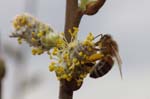 08/04/2018 - 5ds08720 - Saint-Leu-la-Forêt (95320)