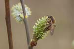 08/04/2018 - 5ds08772 - Saint-Leu-la-Forêt (95320)