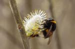 08/04/2018 - 5ds08884 - Saint-Leu-la-Forêt (95320)