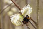 08/04/2018 - 5ds08916 - Saint-Leu-la-Forêt (95320)