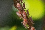 17/04/2018 - 5ds10087 - Cimetière de Montmartre (75018)