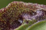 Liviidae (12 photos)