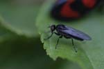 30/04/2018 - 5ds13007 - Brison-Saint-Innocent (73100)
