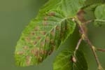 Incurvariidae (6 photos)