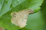 Tenthredinidae (8 photos)