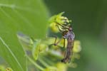 30/04/2018 - 5ds13121 - Brison-Saint-Innocent (73100)