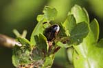 06/05/2018 - 5ds15104 - Brison-Saint-Innocent (73100)
