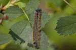 08/05/2018 - 5ds16088 - Bellecombe-en-Bauges (73340)