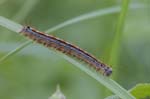 10/05/2018 - 5ds17022 - Ruffieux (73310)