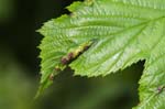 2018-05-11 - 5ds17303 - Ruffieux (73310) 2018-05-11 - 5ds17303 - Ruffieux (73310)