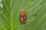 14/05/2018 - 5ds18376 - Chindrieux (73310)