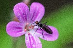 15/05/2018 - 5ds18417 - Cusy (74540)