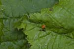 15/05/2018 - 5ds18718 - Cusy (74540)