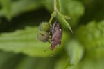 25/05/2018 - 5ds19139 - Saint-Leu-la-Forêt (95320)