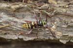 25/05/2018 - 5ds19789 - Saint-Leu-la-Forêt (95320)