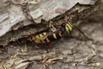 25/05/2018 - 5ds19812 - Saint-Leu-la-Forêt (95320)