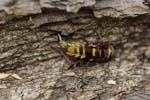 25/05/2018 - 5ds19819 - Saint-Leu-la-Forêt (95320)