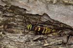 25/05/2018 - 5ds19876 - Saint-Leu-la-Forêt (95320)