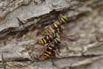 25/05/2018 - 5ds19885 - Saint-Leu-la-Forêt (95320)