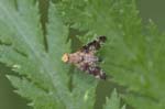 25/05/2018 - 5ds19929 - Saint-Leu-la-Forêt (95320)