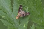 25/05/2018 - 5ds19936 - Saint-Leu-la-Forêt (95320)