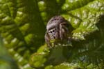 02/06/2018 - 5ds20232 - Moisson (78840)