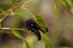 02/06/2018 - 5ds20626 - Moisson (78840)