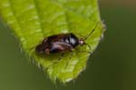 16/06/2018 - 5ds21184 - Saint-Leu-la-Forêt (95320)
