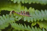 16/06/2018 - 5ds21346 - Saint-Leu-la-Forêt (95320)