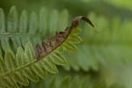 16/06/2018 - 5ds21347 - Saint-Leu-la-Forêt (95320)