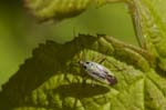 16/06/2018 - 5ds21467 - Saint-Leu-la-Forêt (95320)