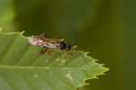 16/06/2018 - 5ds21499 - Saint-Leu-la-Forêt (95320)