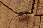 16/06/2018 - 5ds21742 - Saint-Leu-la-Forêt (95320)