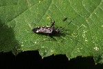 16/06/2018 - 5ds21914 - Saint-Leu-la-Forêt (95320)