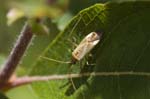 2018-06-23 - 5ds21971 - Moisson (78840) 2018-06-23 - 5ds21971 - Moisson (78840)