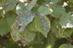 Mycosphaerellaceae (12 photos)