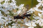 07/07/2018 - 5ds24385 - Saint-Leu-la-Forêt (95320)