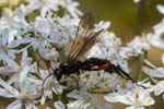 07/07/2018 - 5ds24388 - Saint-Leu-la-Forêt (95320)