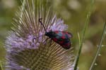 2018-07-07 - 5ds24639 - Saint-Leu-la-Forêt (95320)